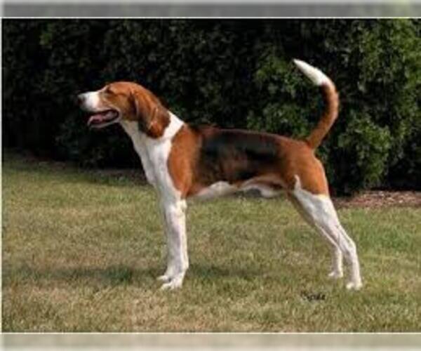 Medium Photo #4 English Foxhound Dog Breed