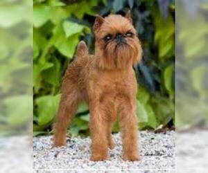 Small #1 Breed Brussels Griffon image