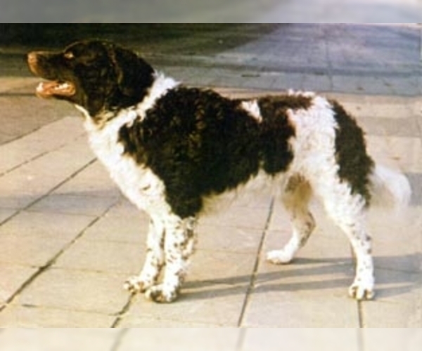 Image of Frisian Water Hound Breed
