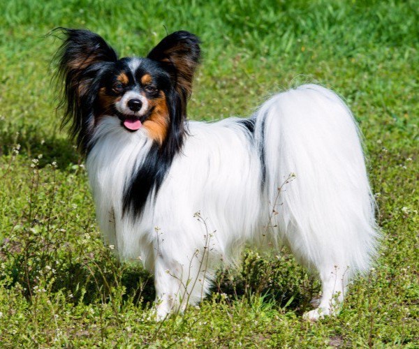 Medium Photo #1 Japillon Dog Breed