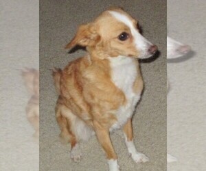 Italian Papihound puppies for sale and Italian Papihound dogs for adoption