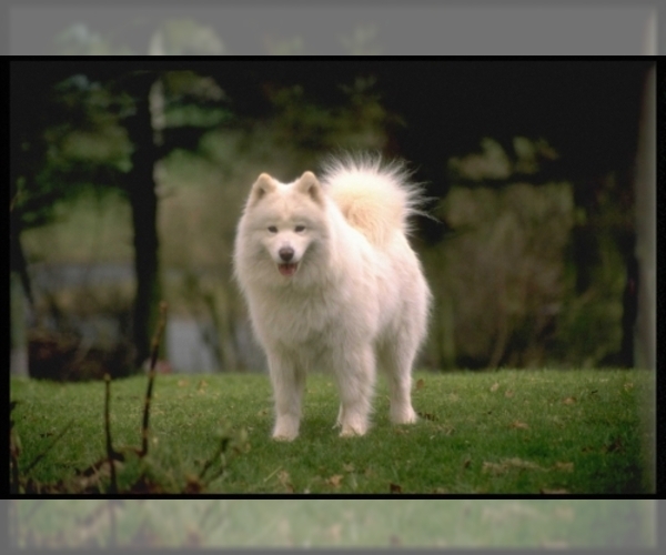 Samoyed Dog Breed Image