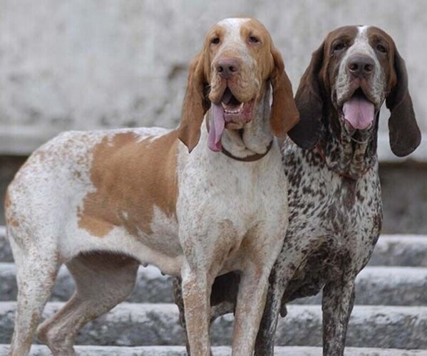 Medium Photo #1 Bracco Italiano Dog Breed