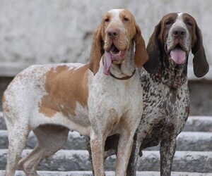 Image of Bracco Italiano breed