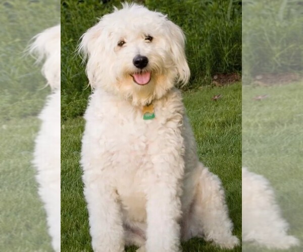 Medium Photo #1 Eskipoo Dog Breed