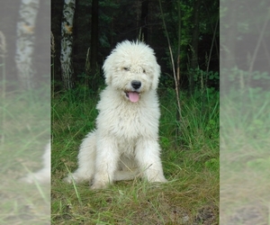 Small Photo #1 Komondor Dog Breed