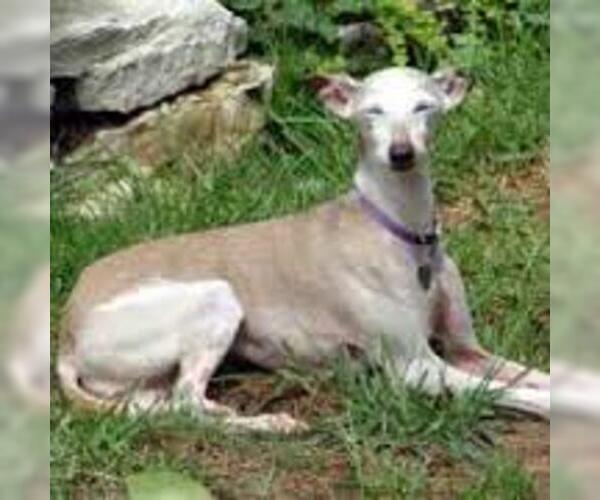 Medium Photo #4 Italian Greyhound Dog Breed