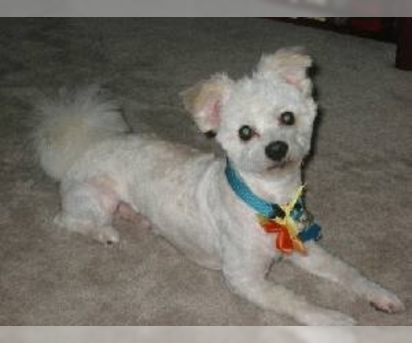 Image of Bichon-A-Ranian Breed