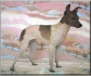 Miniature American Hairless Terrier puppies for sale and Miniature American Hairless Terrier dogs for adoption