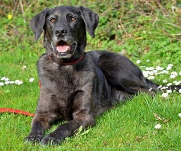 Medium Photo #1 Great Pyredane Dog Breed