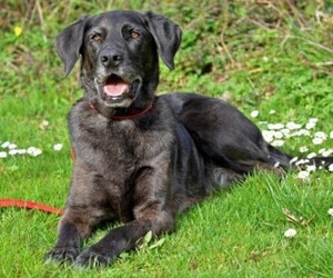 Samll image of Great Pyredane