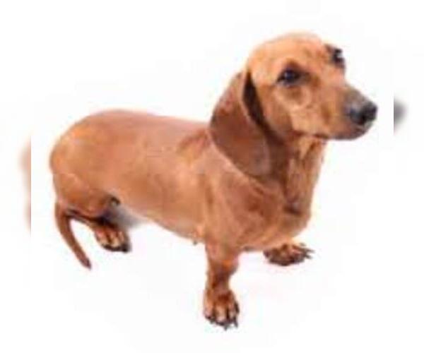 Medium Photo #3 Dachshund Dog Breed