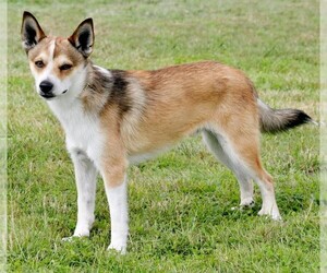 Image of Lundehund breed