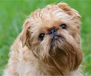 Image of Griffichon breed