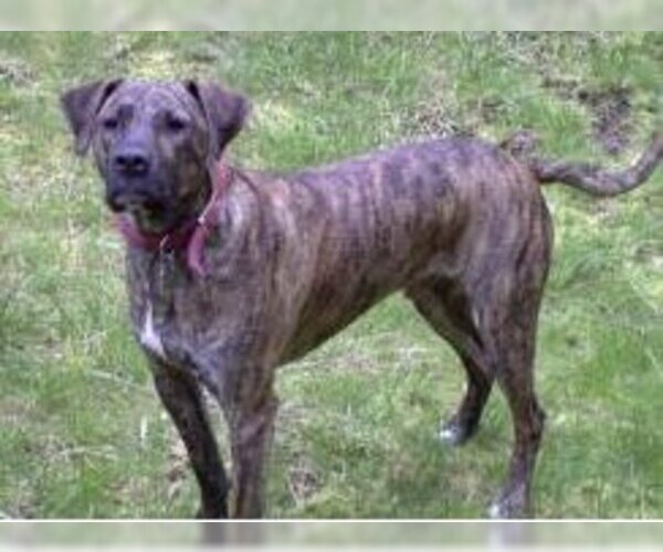 Medium Photo #1 Plott Hound Dog Breed