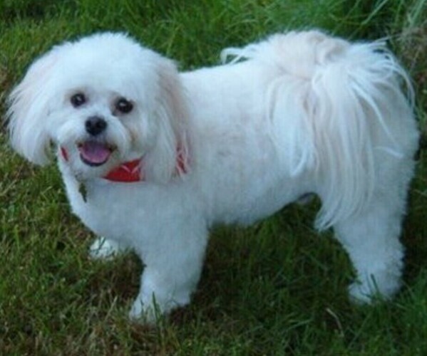 Medium Photo #1 Cotonese Dog Breed