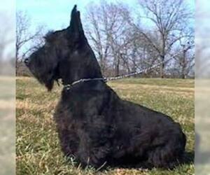 Small #2 Breed Scottish Terrier image