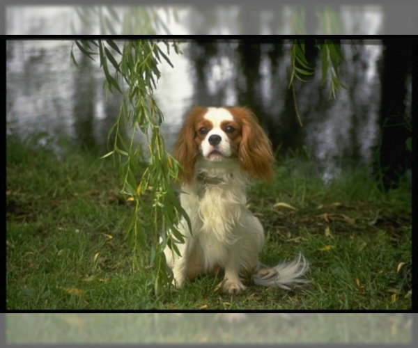 cavalier king charles spaniel rescue oregon