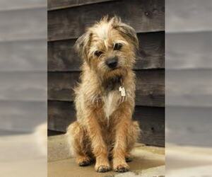 Small #5 Breed Border Terrier image