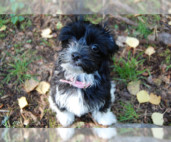 Medium Photo #4 Havanese Dog Breed