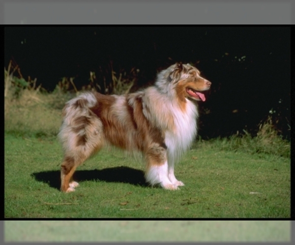 Medium Photo #1 Australian Shepherd Dog Breed