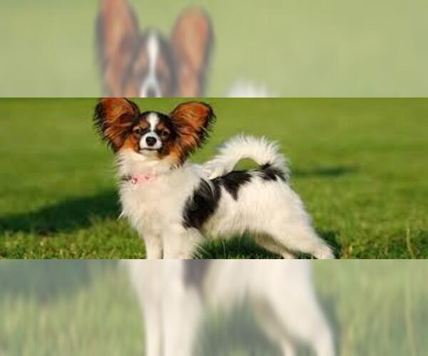 Medium Photo #3 Papillon Dog Breed