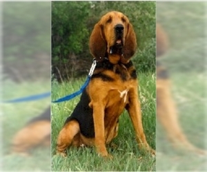 Image of St. Hubert Jura Hound (Bloodhound) breed
