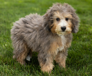 Image of Bernedoodle (Miniature) (+ Poodle Miniature) breed