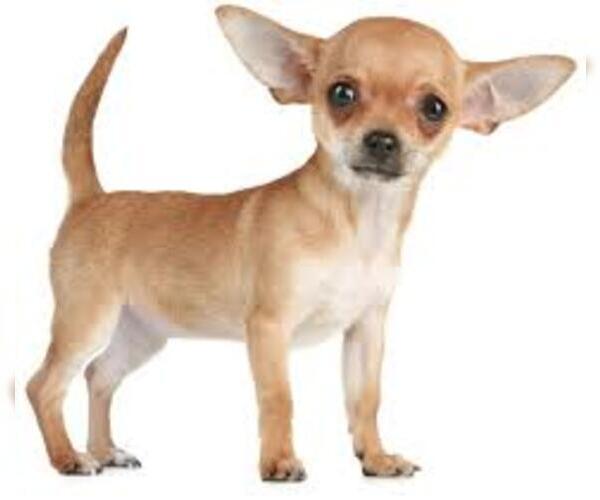 Medium Photo #4 Chihuahua Dog Breed