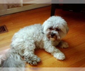 Small Photo #1 Zuchon Dog Breed