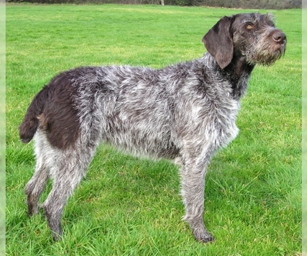 Medium Photo #1 German Wirehaired Pointer Dog Breed