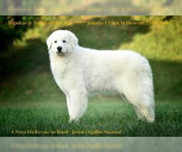 Medium Photo #8 Kuvasz Dog Breed