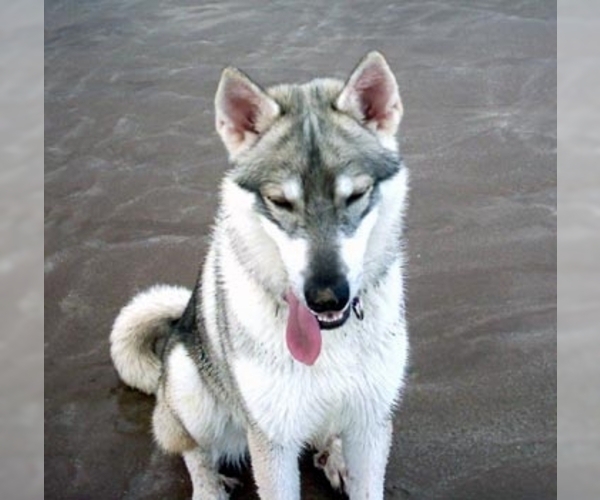 Image (Northern Inuit Dog)