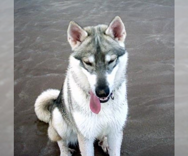 Northern Inuit Dog