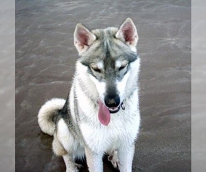Photo of Northern Inuit Dog