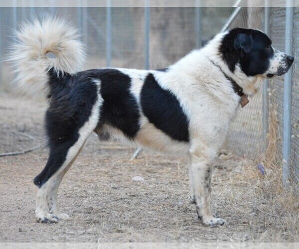 Medium Photo #1 Greek Sheepdog Dog Breed