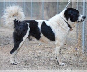 Image of Greek Sheepdog breed