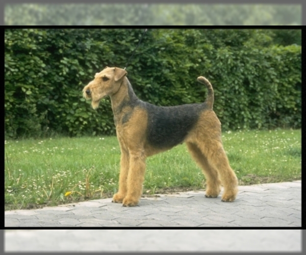 Full screen Photo #1 Airedale Terrier Dog Breed
