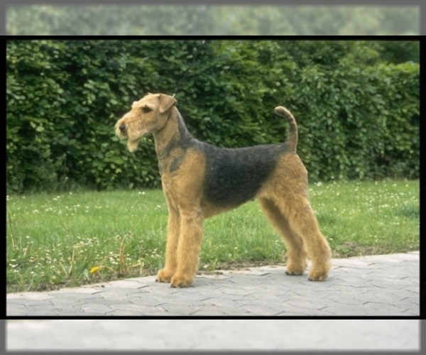 Airedale Terrier Dog Breed Image