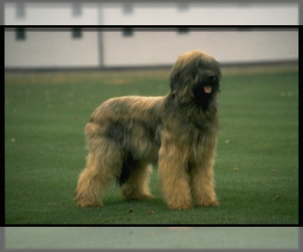 Briard Dog Breed Image