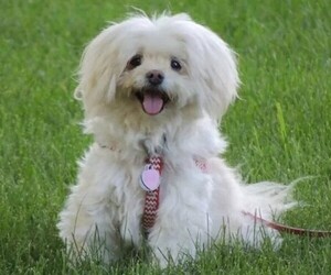 Image of Pom-Coton breed
