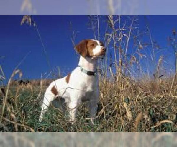 Medium Photo #2 Brittany Dog Breed