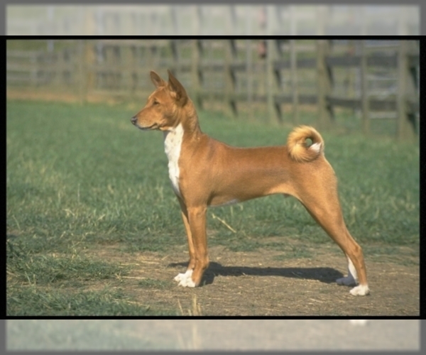 Basenji Dog Breed Image