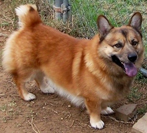 Medium Photo #1 Chowgi Dog Breed