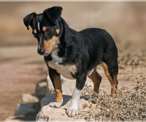 Image of Doxie-Pin breed