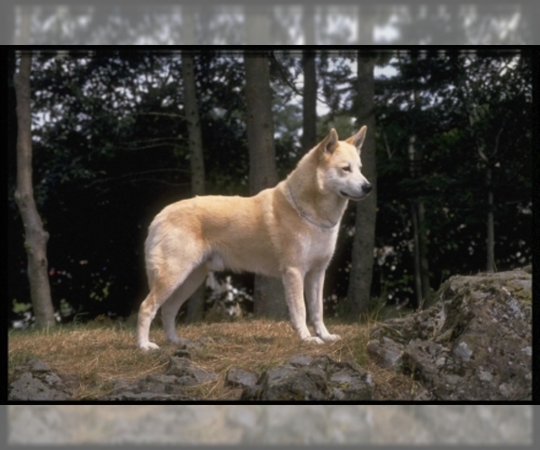 Image of Canaan Dog Breed