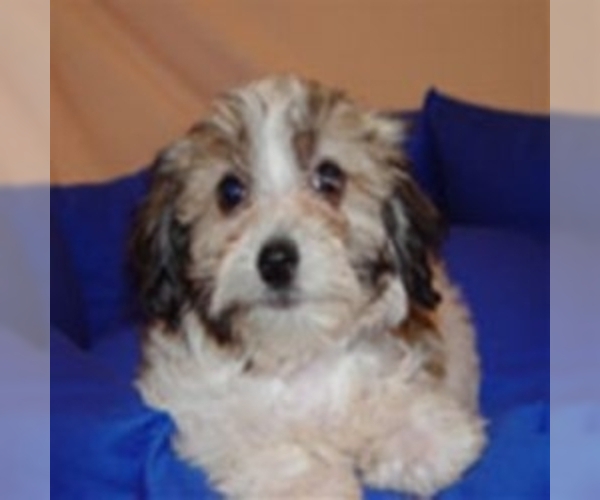 Image of Poovanese Breed