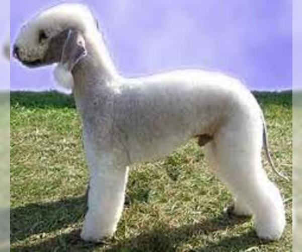 Medium Photo #5 Bedlington Terrier Dog Breed