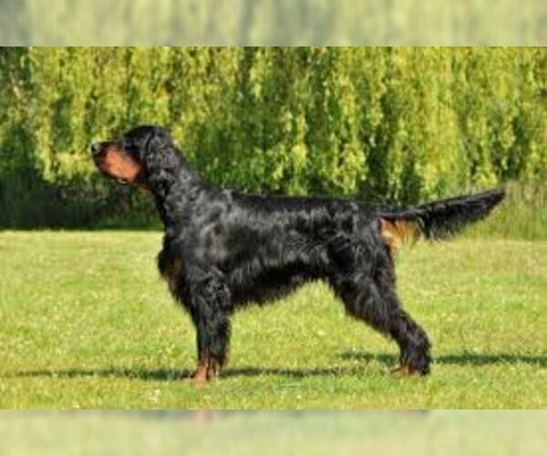 Medium Photo #7 Gordon Setter Dog Breed