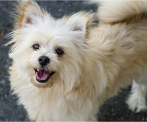 Image of Pom-A-Poo breed